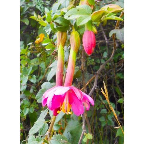 Passiflora adulterina - 3db mag/csomag