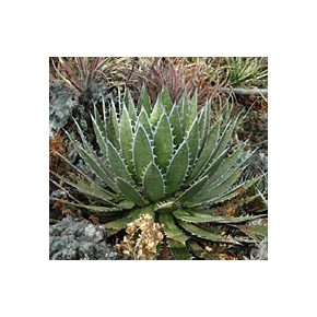 Agave horrida ssp. horrida - 5db mag/csomag