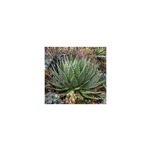 Agave horrida ssp. horrida - 5db mag/csomag