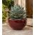 Agave horrida ssp. horrida - 5db mag/csomag