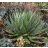 Agave horrida ssp. horrida - 5db mag/csomag