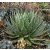 Agave horrida ssp. horrida - 5db mag/csomag