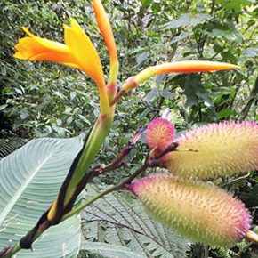 Canna jaegeriana - 5db mag/csomag