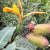 Canna jaegeriana - 5db mag/csomag
