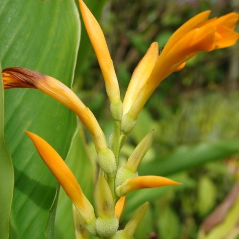 Canna jaegeriana - 5db mag/csomag