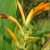 Canna jaegeriana - 5db mag/csomag