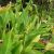 Canna jaegeriana - 5db mag/csomag