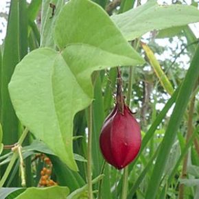   Passiflora capsularis - Kapszula-gyümölcsű golgotavirág - 5db mag/csomag