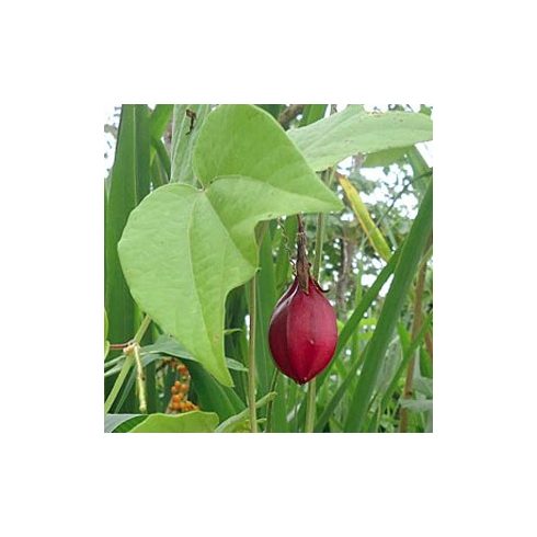 Passiflora capsularis - Kapszula-gyümölcsű golgotavirág - 5db mag/csomag