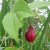 Passiflora capsularis - Kapszula-gyümölcsű golgotavirág - 5db mag/csomag