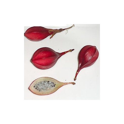 Passiflora capsularis - Kapszula-gyümölcsű golgotavirág - 5db mag/csomag
