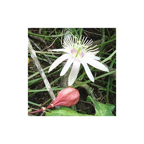 Passiflora capsularis - Kapszula-gyümölcsű golgotavirág - 5db mag/csomag