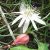 Passiflora capsularis - Kapszula-gyümölcsű golgotavirág - 5db mag/csomag
