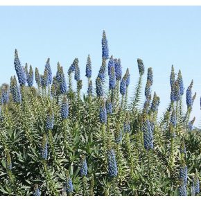 Echium candicans - Madeirai kígyószisz - 5db mg/csomag