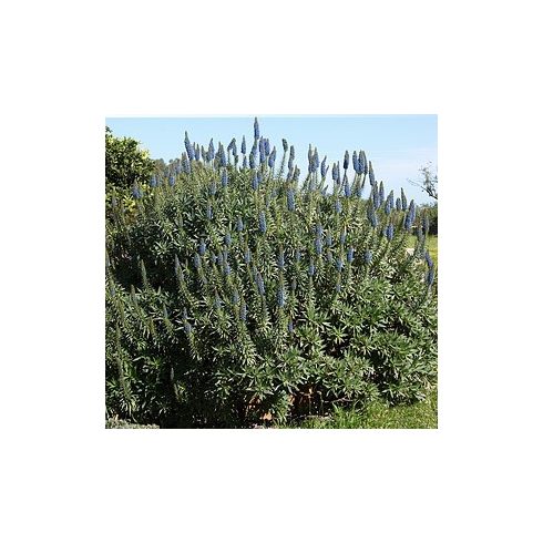 Echium candicans - Madeirai kígyószisz - 5db mg/csomag