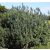 Echium candicans - Madeirai kígyószisz - 5db mg/csomag