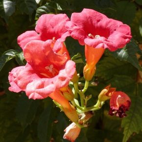 Campsis radicans - Trombitafolyondár - 5db mag/csomag 
