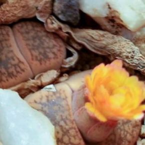 Lithops aucampiae 'Kuruman' - Revilio kavicsvirág - 3db mag/csomag