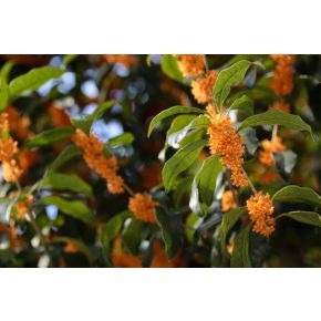 Osmanthus fragrans - Bódító illatosfa - 5db mag/csomag