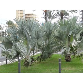   Bismarckia nobilis 'Silver'  Bismarck Palm - 2 pcs seeds/packet - goldenpalm.hu