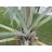   Bismarckia nobilis 'Silver'  Bismarck Palm - 2 pcs seeds/packet - goldenpalm.hu