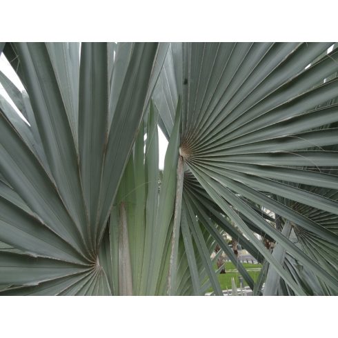 Bismarckia nobilis Silver pálma széles ezüstkék legyezőleveleinek részlete