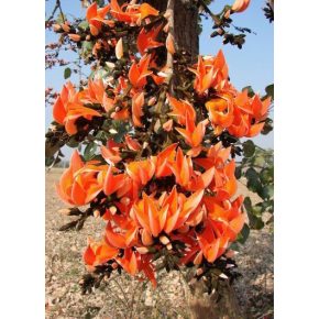 Butea monosperma - Papagájfa - 5db mag/csomag