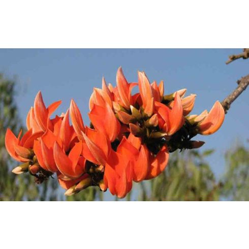 Butea monosperma - Papagájfa - 5db mag/csomag