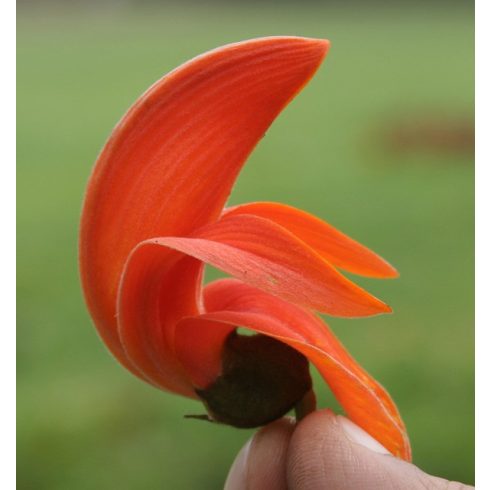 Butea monosperma - Papagájfa - 5db mag/csomag