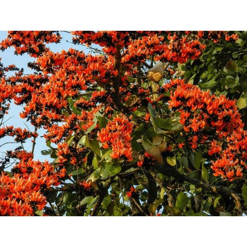 Butea monosperma - Papagájfa - 5db mag/csomag