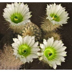   Echinocereus grandis - Óriás szivárványos kaktusz - 5db mag/csomag