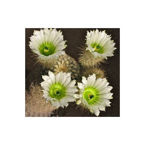Echinocereus grandis - Óriás szivárványos kaktusz - 5db mag/csomag