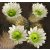 Echinocereus grandis- Óriás szivárványos kaktusz - 5db mag/csomag