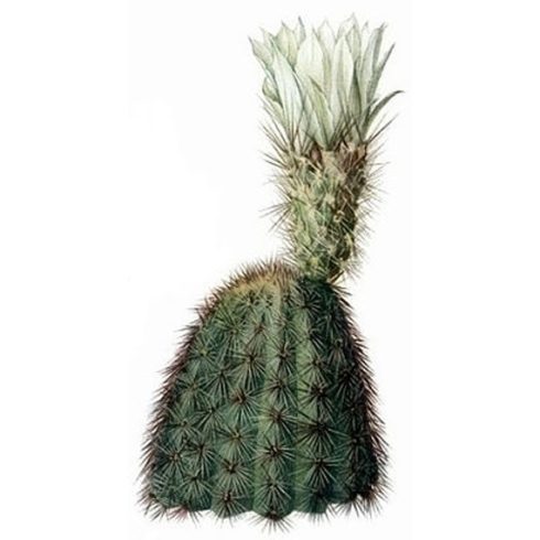 Echinocereus grandis- Óriás szivárványos kaktusz - 5db mag/csomag