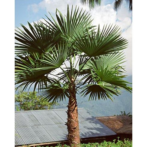 Trachycarpus latisectus - Kenderpálma - 5db mag/csomag 