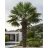 Trachycarpus latisectus kenderpálma nagy zöld legyezőlevelekkel