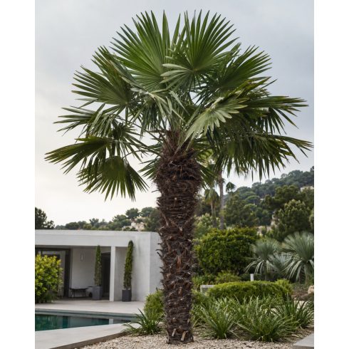 Trachycarpus latisectus kenderpálma nagy zöld legyezőlevelekkel