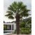 Trachycarpus latisectus - Kenderpálma - 5db mag/csomag 