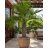 Trachycarpus latisectus kenderpálma cserében, teraszon