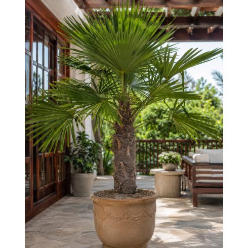 Trachycarpus latisectus kenderpálma cserében, teraszon