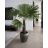 Fiatal Trachycarpus latisectus kenderpálma nevelése