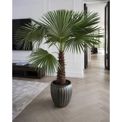 Fiatal Trachycarpus latisectus kenderpálma nevelése