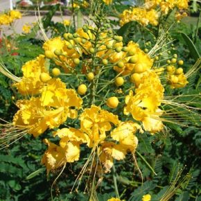 Caesalpinia mexicana - Mexikói pillangófa - 5db mag/csomag