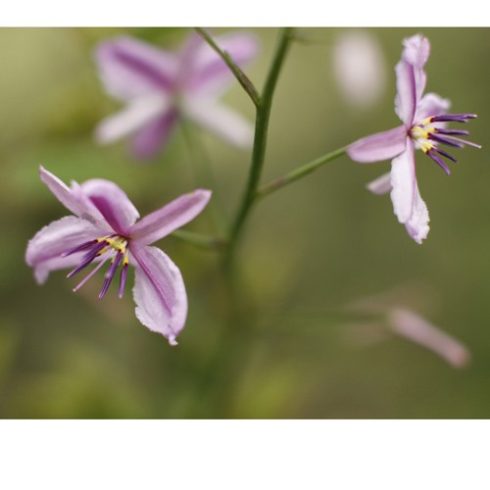 Arthropodium strictum - Csokoládé liliom - 5db mag/csomag 