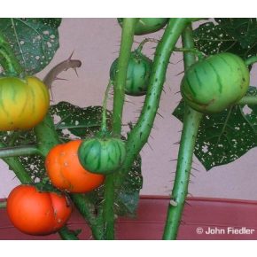 Solanum virginianum - Thai tojásgyümölcs - 5db mag/csomag