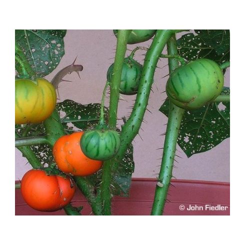 Solanum virginianum - Thai tojásgyümölcs - 5db mag/csomag