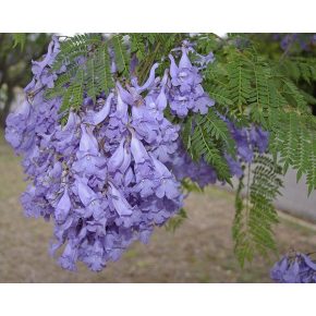   Jacaranda mimosifolia - Közönséges zsakarandafa - 5db mag/csomag