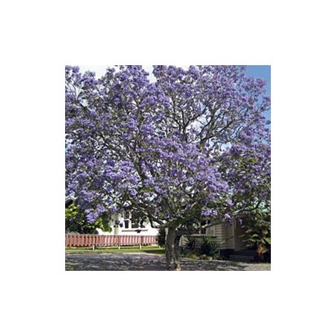 Jacaranda mimosifolia - Közönséges zsakarandafa - 5db mag/csomag
