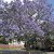Jacaranda mimosifolia - Közönséges zsakarandafa - 5db mag/csomag