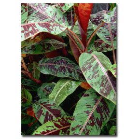   Musa sikkimensis 'Red Tiger'  Red Tiger Banana - 5pcs seeds/packet - goldenpalm.hu